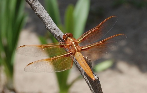 Brown Dragonfly - Chuồn Chuồn Cánh Nâu